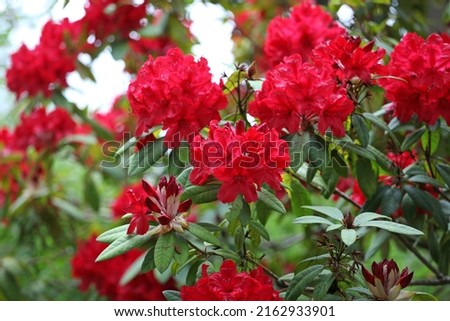 Red Rhododendron Romany Chai Group in flower
