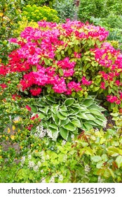 Red Rhododendron And Variegated Hosta