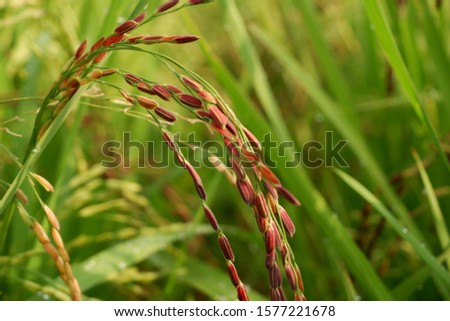 red rice in the paddy fields in Cangkringan, Yogyakarta