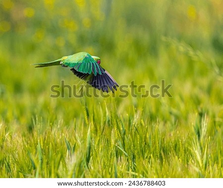Red ringed parakeet with wings down and ear of wheat