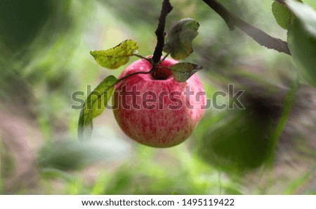 Similar – Apple, ripe on the tree