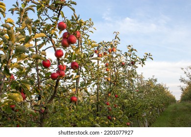 Red Ripe Apples On Tree Branch In The Garden. Summer, Autumn Harvesting Season. Local Fruits, Organic Farming. Apple Trees In Fruit Orchard Against Blue Sky