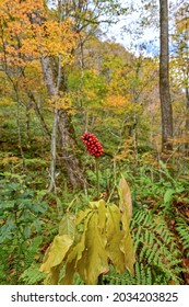 Red ripe Arisaema serratum (Mamushigusa) seen in the Oirase stream in late autumn at Aomori pref. - Shutterstock ID 2034203825