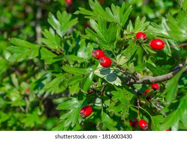 Red Ripe Berries Of Hawthorn Branches With Dark Green Leaves. Autumn Harvest Of Medicinal Plants. Small Aperture, Blurred Background