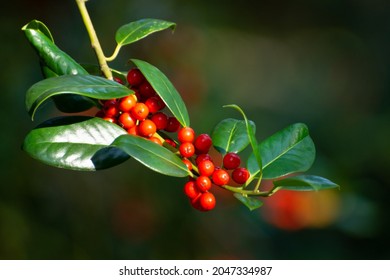 Red ripe berries of ilex aquifolium plant in autumn