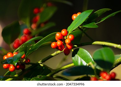 Red ripe berries of ilex aquifolium plant in autumn