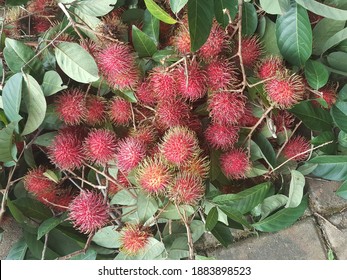 Red ripe Binjai Rambutan Fruits (Nephelium Lappaceum L.) with Green Leaves are on the ground. Closely related to Litchi, Longan and Pulasan. Binjai Rambutan is one of the sweetest and popular type.
