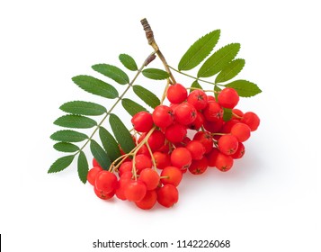 Red ripe bunch of rowan with green rowan leaves isolated on white background
