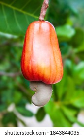Red ripe cashew apple fruit with cashew nut on a tree