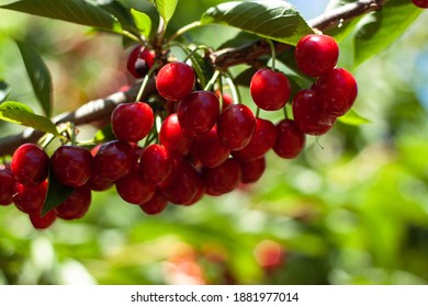 Red ripe cherries hanging from a cherry tree branch with Green bokeh out of focus background from nature forest. - Shutterstock ID 1881977014