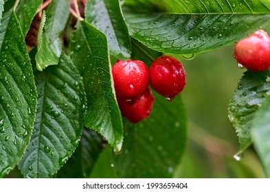 red ripe cherry berries on a branch with raindrops