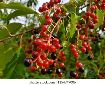 Red Ripe Cherry Prunus Serotina