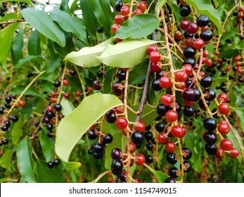 Red Ripe Cherry Prunus Serotina