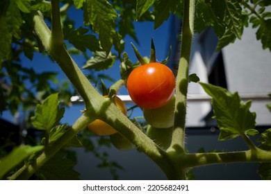 A Red And Ripe Cherry Tomato Against The Blue Sky. It Was A Sunny Day In August. The Tomato Grew In A Balcony Garden.