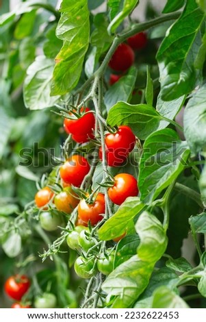 Red ripe cherry tomatoes grown in a greenhouse. Ripe tomatoes are on the green foliage background, hanging on the vine of a tomato tree in the garden. Tomato cluster. Home gardening. Organic farming