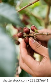 Red and Ripe Coffee Beans while collecting