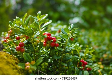 Red Ripe Cowberry, Hilberry, Cranberry Plant In The Forest