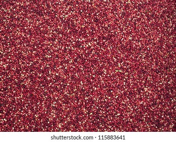 Red Ripe Cranberries piled high during harvest.