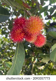 Red Ripe Fresh Tropical Hairy Fruit From Asia Called Rambutan