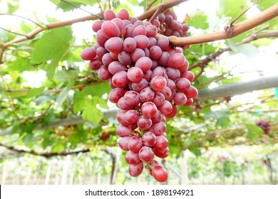 965,828 Grape background Images, Stock Photos & Vectors | Shutterstock