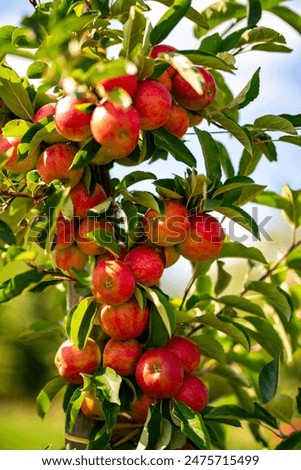 Similar – Foto Bild Äpfel auf den Gartenbäumen