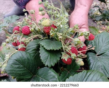 Red Ripe Juicy Berries On Branches In Female Hands In The September Garden, Harvesting