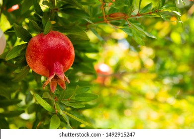 Red ripe pomegranate fruit on tree branch in the garden. Colorful image with place for text, close up. Rosh-haShana - Israeli New Year symbol