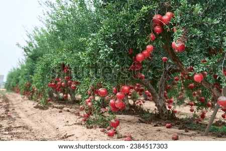 Red ripe pomegranate fruits grow on pomegranate tree in a garden, ready for harvest. Punica granatum fruit. Organic agriculture. 