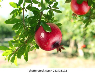 Red ripe pomegranates on the tree. Blurred garden at the background.