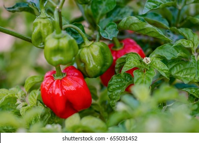 Red ripe scotch bonnet hot spicy pepper plant gardening raw food spice