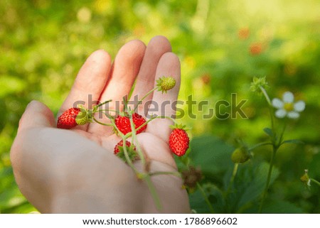 Similar – Walderdbeeren pflücken