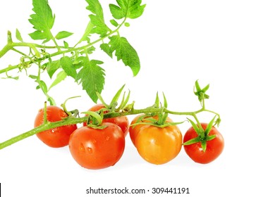 Patio Tomatoes Images Stock Photos Vectors Shutterstock