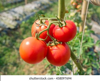 red ripe tomato on agricultural field, outdoor park
