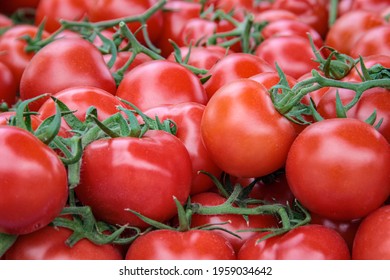 Red, ripe tomatoes on a green branch. Organic red tomatoes. Fresh red tomatoes. Summer harvest of red tomatoes close up.