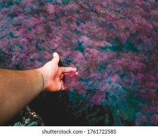 Red River Flowers In A River In Colombia, Colombia Landscapes,  Caño Cristales River, Vacation In Colombia, A Hand In A River, A Hand With Flowers