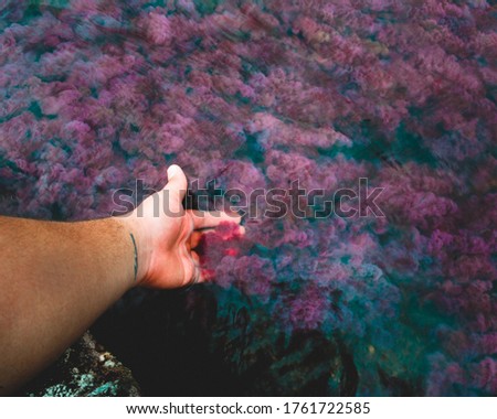 red river flowers in a river in Colombia, Colombia landscapes,  Caño Cristales River, vacation in Colombia, a hand in a river, a hand with flowers