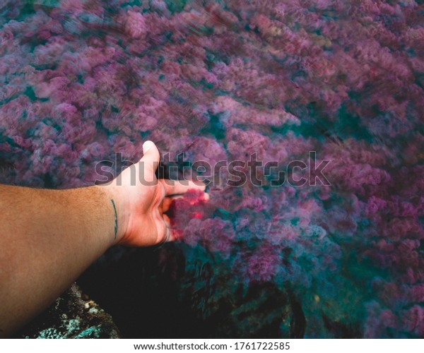 コロンビアの川の赤い川の花 コロンビアの風景 カニョ クリスタレス川 コロンビアの休暇 川の手 花 の写真素材 今すぐ編集