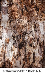 Red River Gum Bark