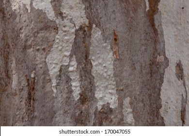 Red River Gum Bark