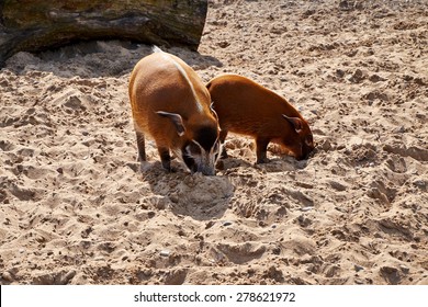 Red River Hog