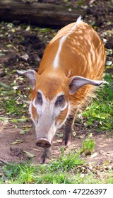 Red River Hog