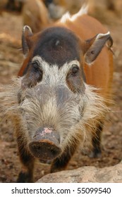 Red River Hog