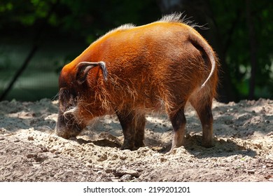 Red River Hog Animal . Ture Pig Suidae . Omnivore Mammal Animal