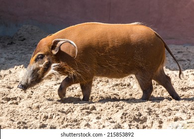 Red River Hog, Bush Pig, Held In Captivity, In Shadows