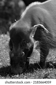 The Red River Hog Also Known As The Bush Pig