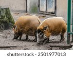 Red river hog, Potamochoerus porcus