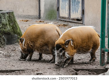 Red river hog, Potamochoerus porcus