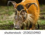 Red river hog in Singapore zoo