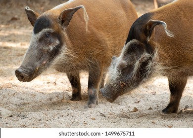 Red River Hogs Omnivores Wild Eat Stock Photo 1499675711 | Shutterstock