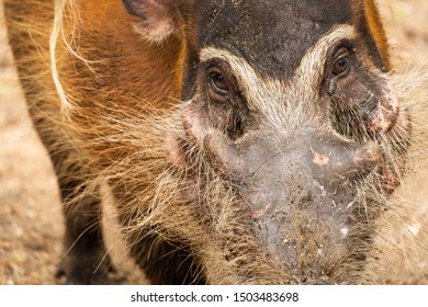 Red River Hogs Omnivores Wild Eat Stock Photo 1503483698 | Shutterstock